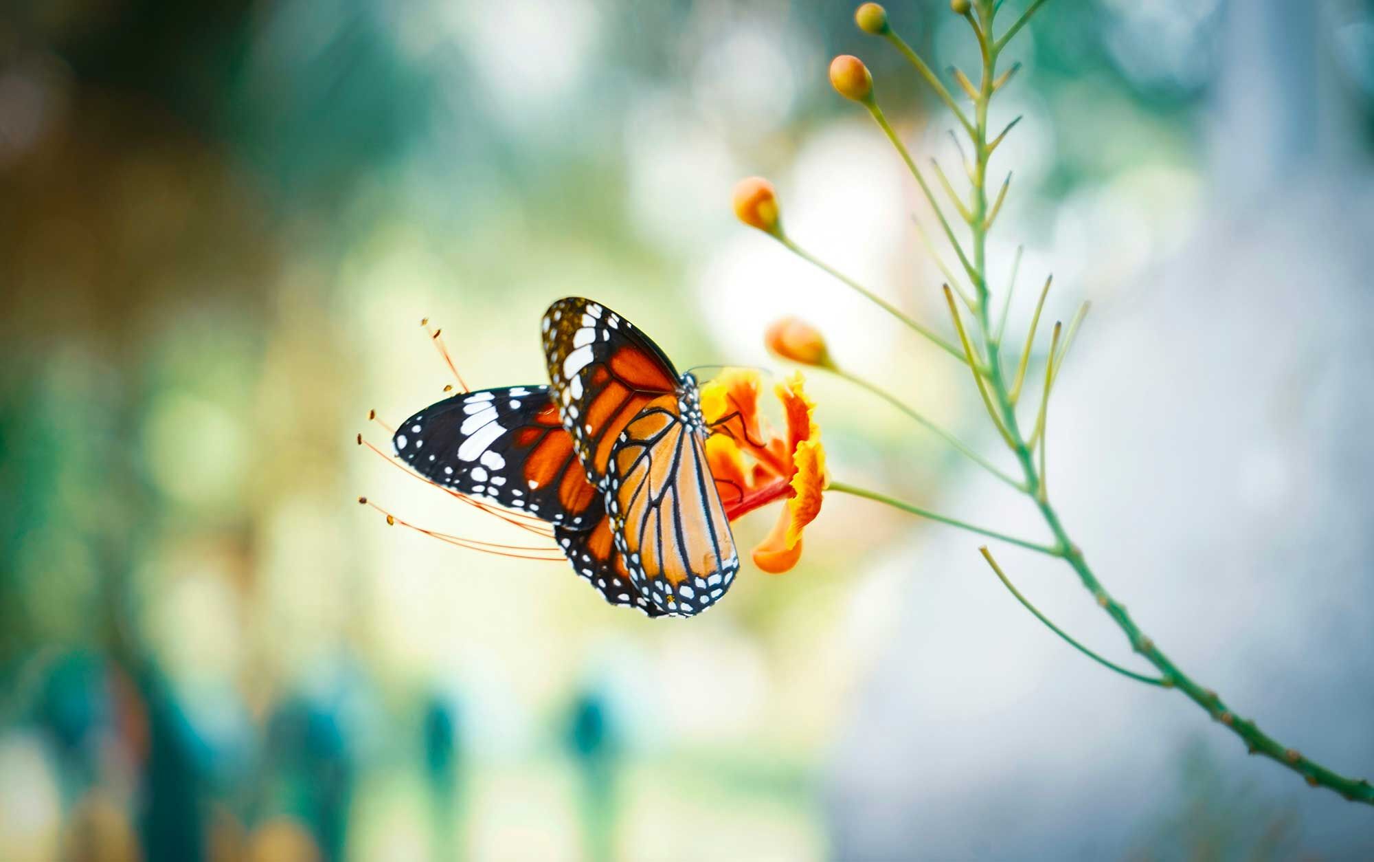 The Butterfly Effect of AI: When a Line of Code Transforms Business Models