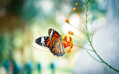 L’effet papillon de l’IA: quand une ligne de code transforme des modèles d’affaires